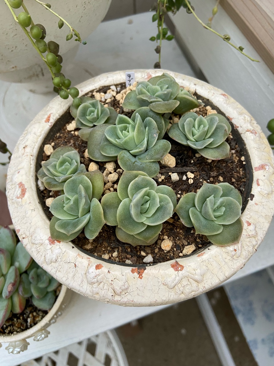 多肉】親株の鉢でそのまま葉挿しして増やす。薔薇のイラストみたいな