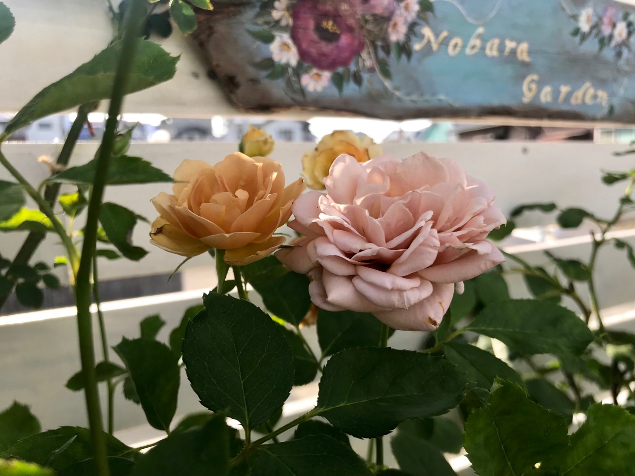 いおりの咲きっぷり パリスは丸く咲きました のばらのガーデニングブログ Hana And Rose Garden Powered By ライブドアブログ