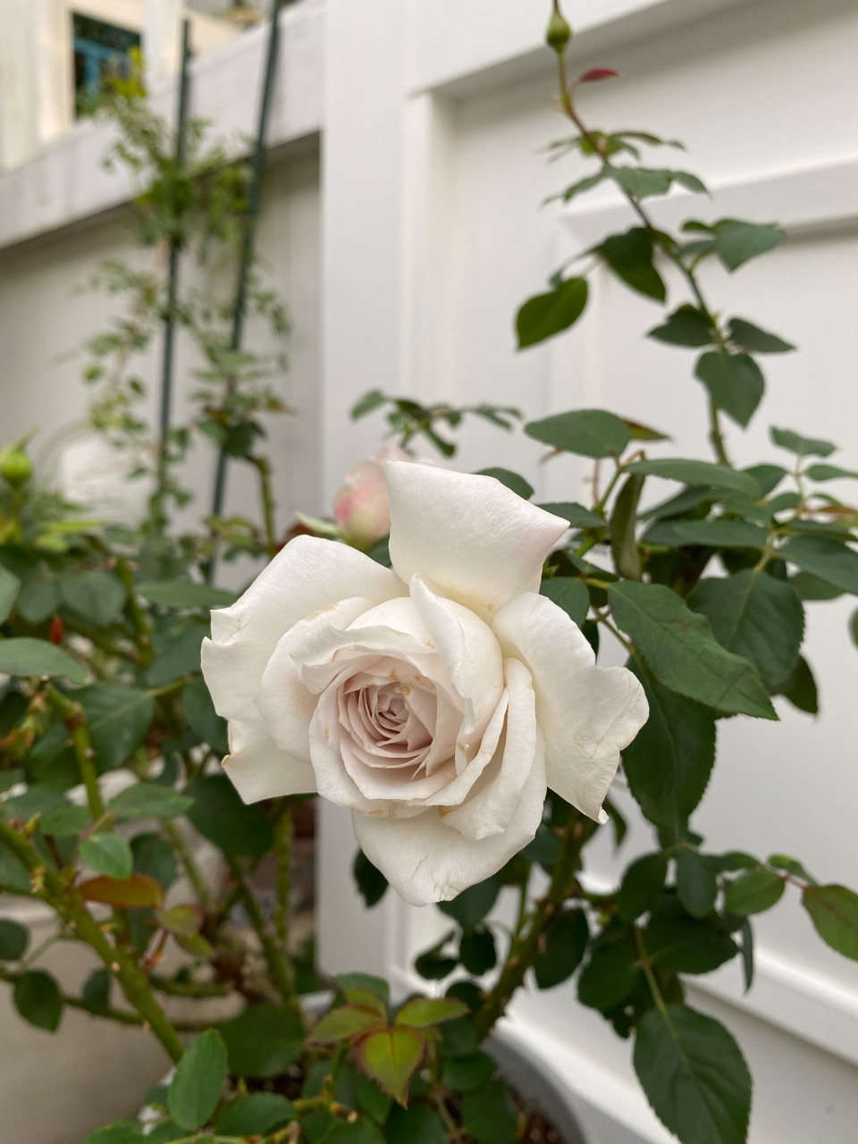 ダスティピンクのバラ 伊吹 が好き ミレニアムベビー のばらのガーデニングブログ Hana And Rose Garden Powered By ライブドアブログ