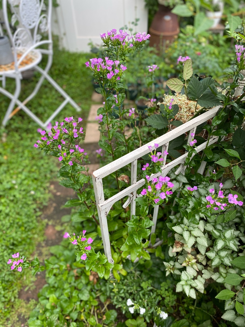 大きなアナベル＆スモークツリー剪定その後 : のばらのガーデニング