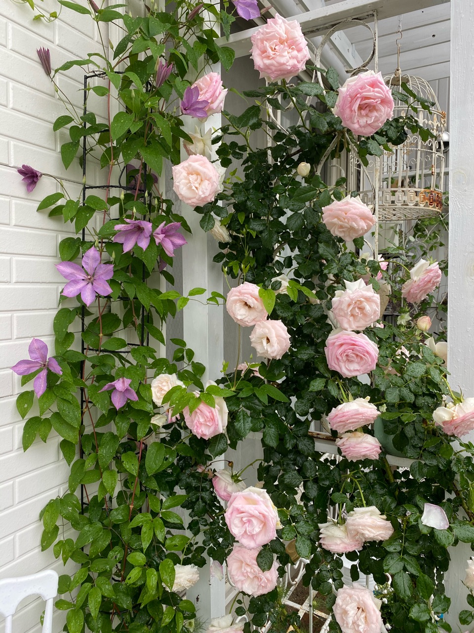 大雨の花柄摘み リビングにバラの花束を のばらのガーデニングブログ Hana And Rose Garden Powered By ライブドアブログ