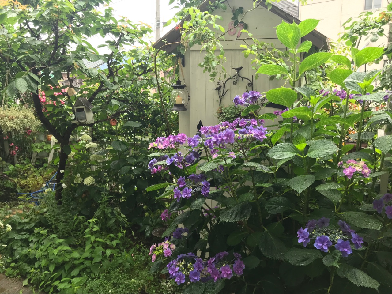 紫陽花とバラが共存する庭 ミニバラみさき のばらのガーデニングブログ Hana And Rose Garden Powered By ライブドアブログ
