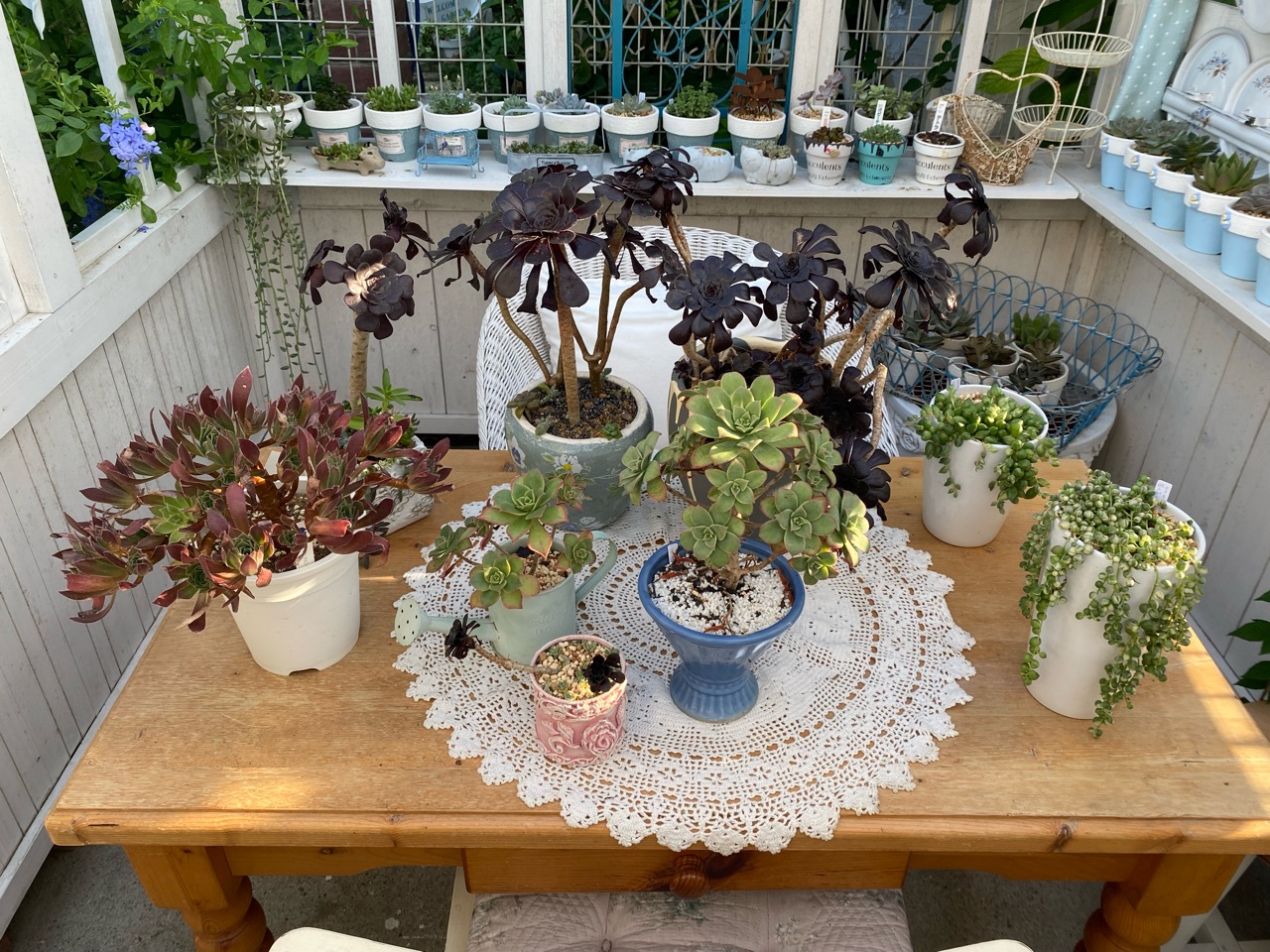 ダークローリー　1カット　中苗　アエオニウム ダークローリー 1カット 中苗 アエオニウム ダークローリー 1カット 中