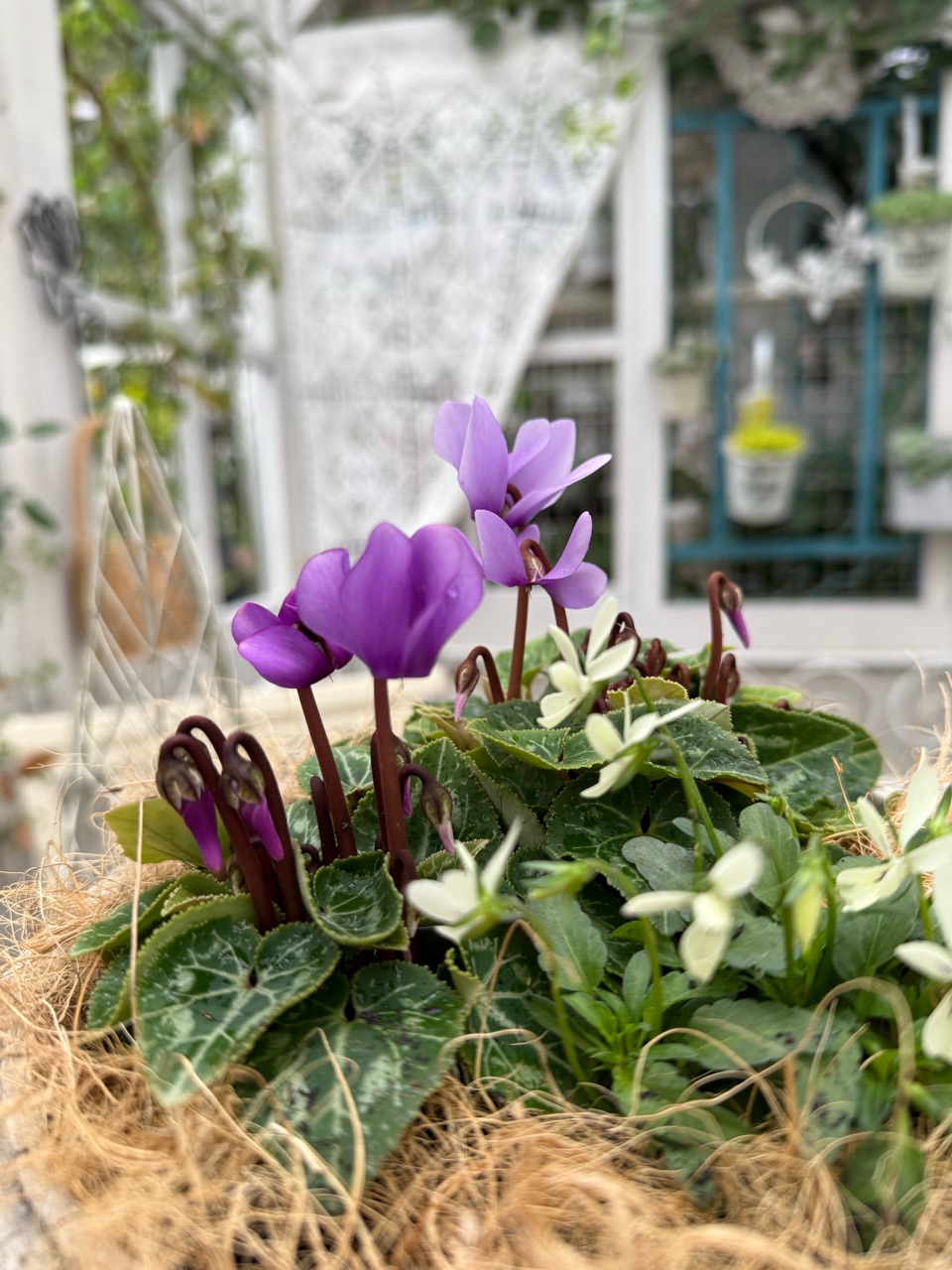 ブルーのシクラメン「ドラゴン」が美し過ぎる : のばらのガーデニング