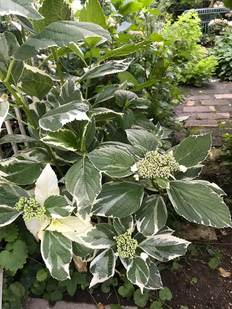 すべての美しい花の画像 新着ライム 花が咲かない すべての美しい花の画像 新着ライム 花が咲かない