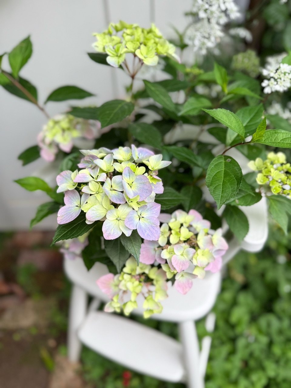 ランブラーローズ静かに咲き始める｜雨水だけで育てた紫陽花の色は