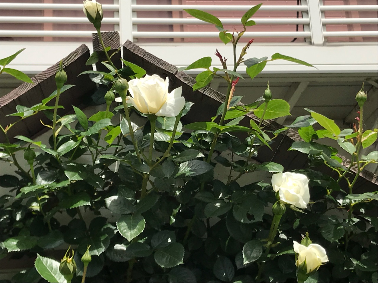 続々バラが開花 ブルーフォーユーが本来の色で咲きました のばらのガーデニングブログ Hana And Rose Garden Powered By ライブドアブログ 続々バラが開花 ブルーフォーユーが本来の色で咲きました のばらのガーデニングブログ Hana And Rose Garden Powered By ライブドアブログ
