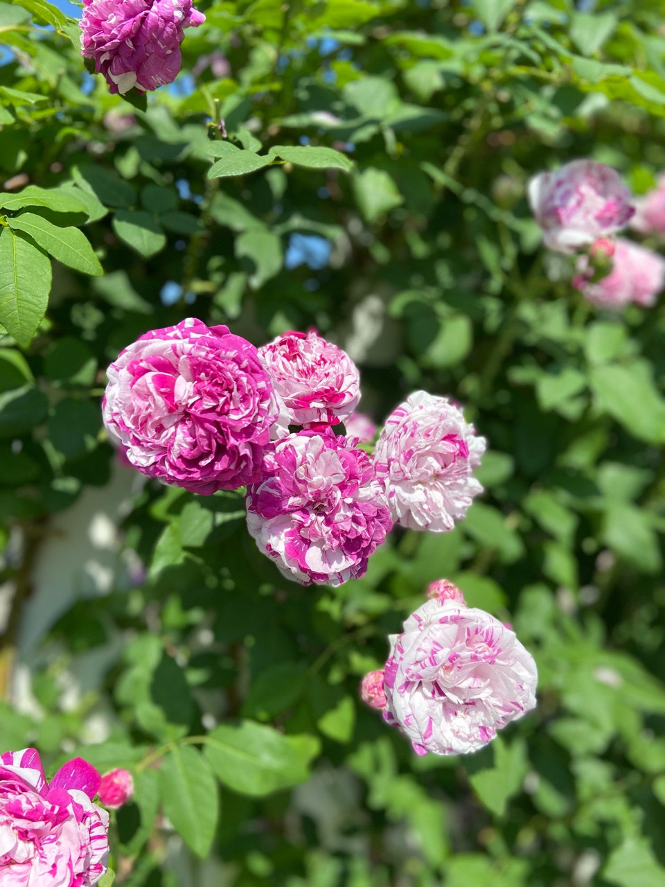 バラの花柄摘みと追肥 : のばらのガーデニングブログ Hana and Rose