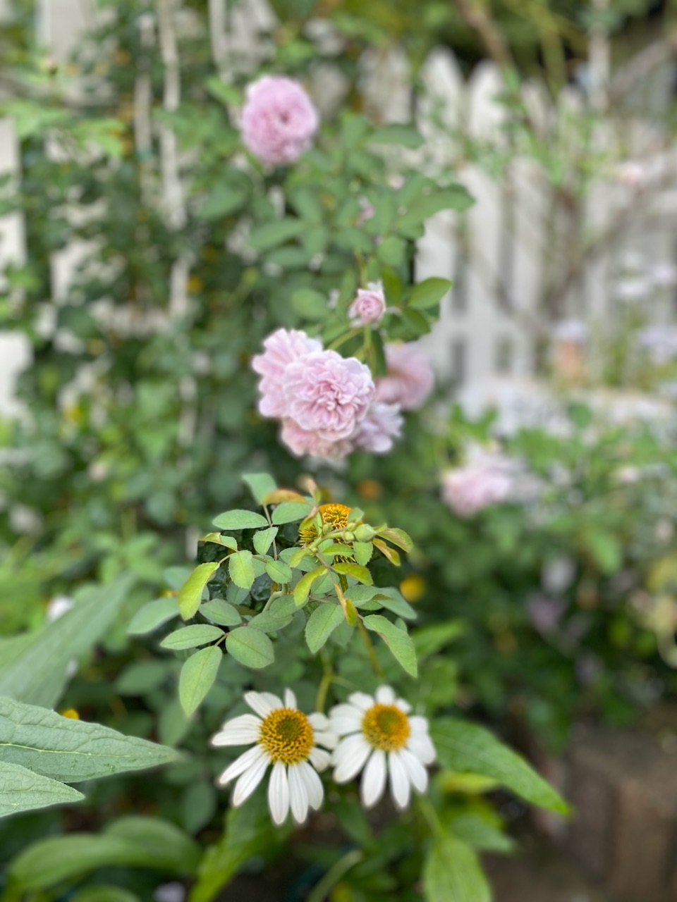 優しく咲く淡い色の花…レイニーブルーとエキナセア : のばらの