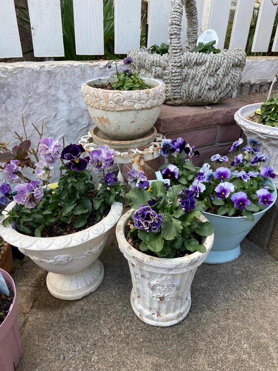 無農薬(ᵔᴥᵔ)♡♡挿し穂♡可愛いお庭♡ガーデニング♡ 無農薬(ᵔᴥᵔ