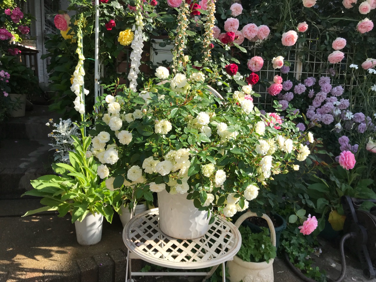 ミニバラ グリーンアイス の魅力 のばらのガーデニングブログ Hana And Rose Garden Powered By ライブドアブログ ミニバラ グリーンアイス の魅力 のばらのガーデニングブログ Hana And Rose Garden Powered By ライブドアブログ