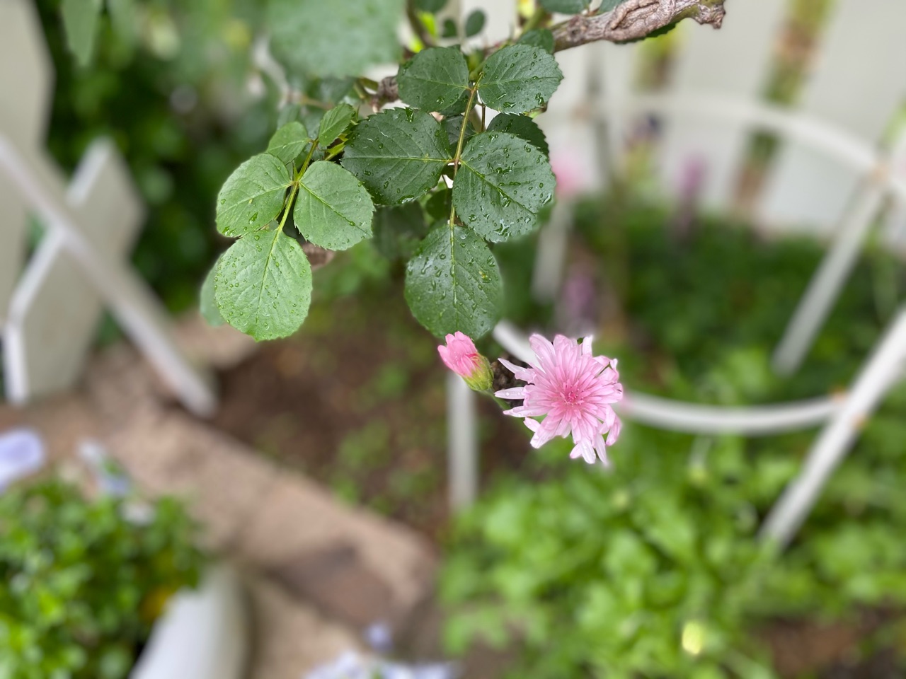 挿木の正体はブルーフォーユーでした！ : のばらのガーデニングブログ