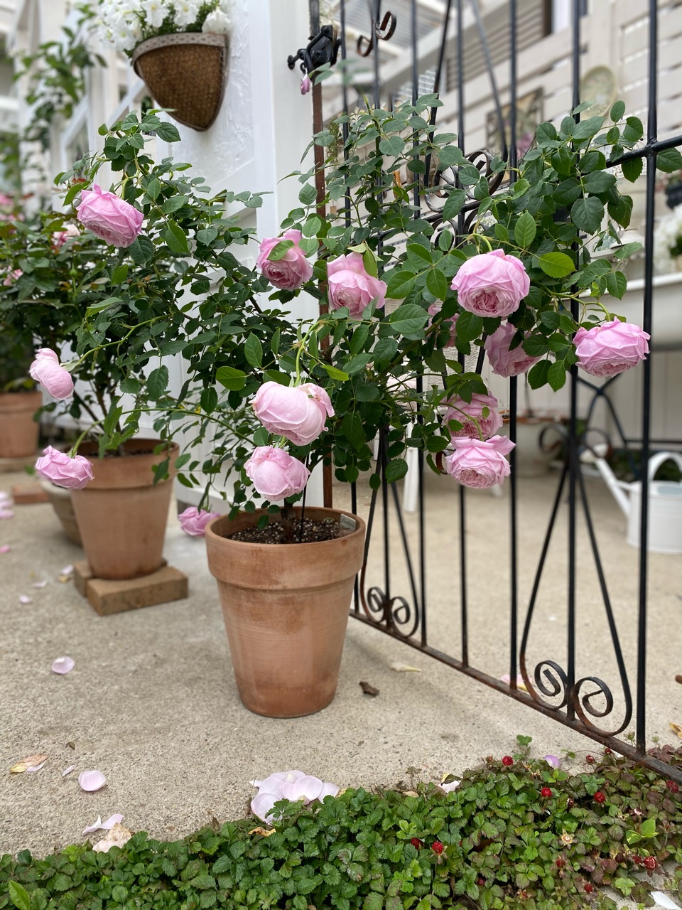 増えるカップ咲きピンクのバラ のばらのガーデニングブログ Hana And Rose Garden Powered By ライブドアブログ 増えるカップ咲きピンクのバラ のばらのガーデニングブログ Hana And Rose Garden Powered By ライブドアブログ