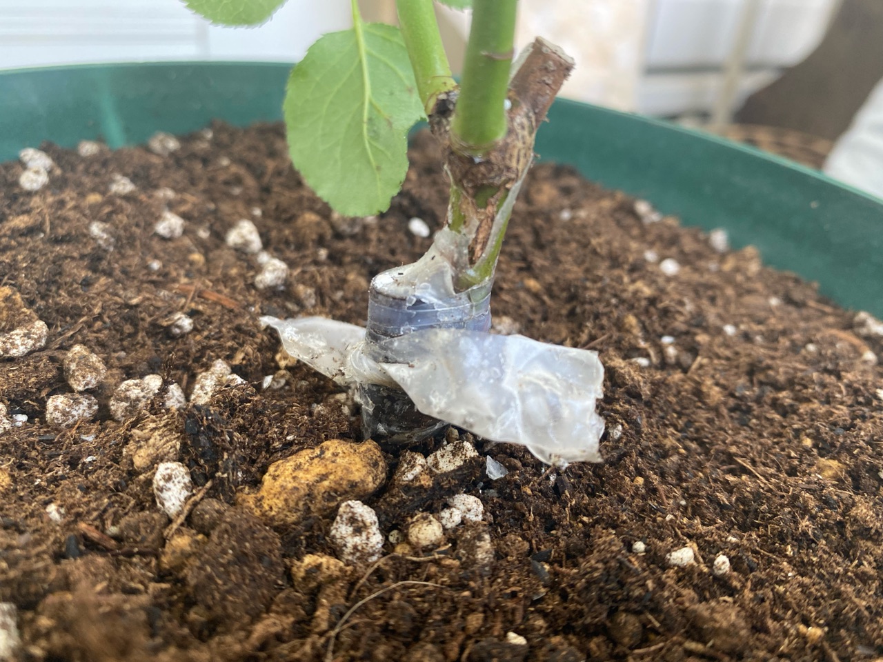 バラ新苗】の鉢増しと植え方 : のばらのガーデニングブログ Hana and