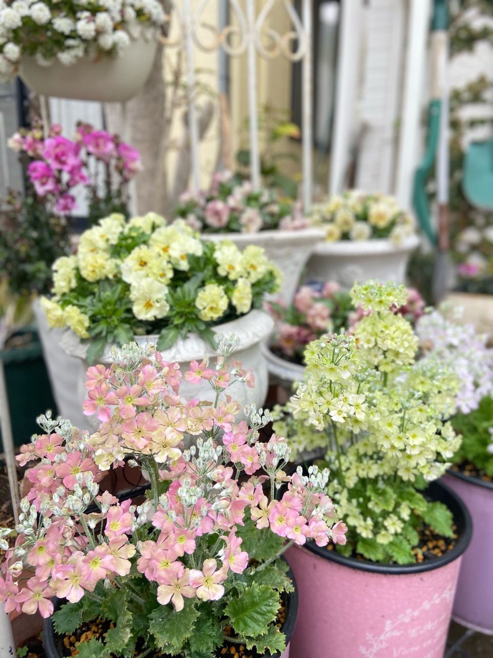 ウィンティー色々ありましたがこんなに綺麗に咲きました！ : のばらの