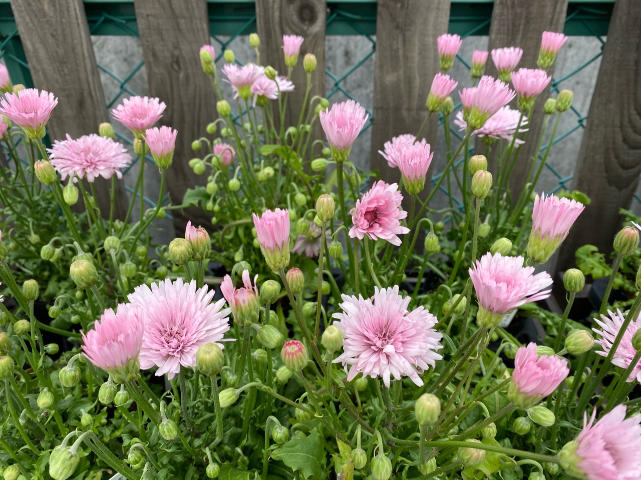 綺麗な青い花 フィレオフィラ モモイロタンポポが のばらのガーデニングブログ Hana And Rose Garden Powered By ライブドアブログ