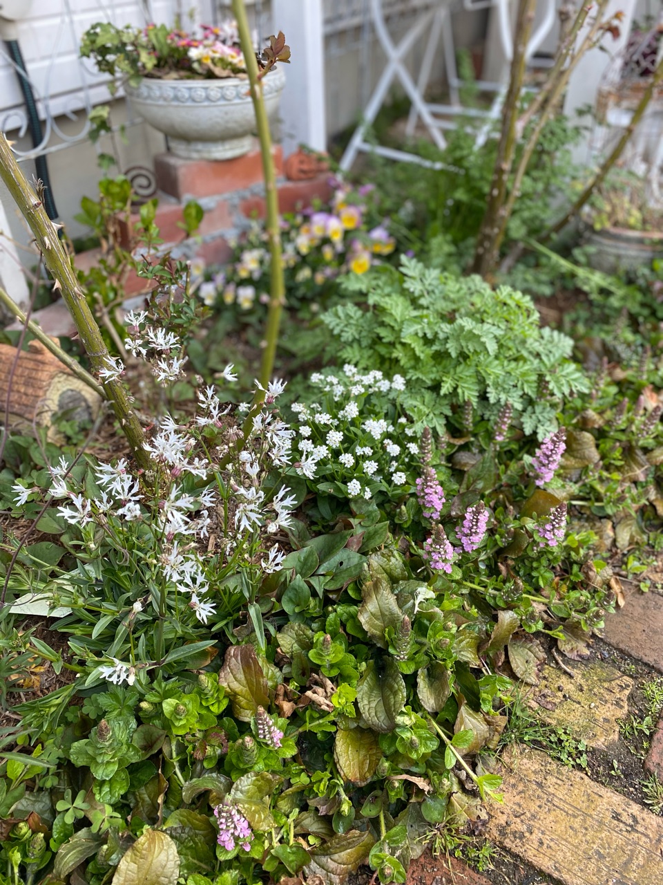 スモークツリーの綺麗な葉と紫陽花の目覚め｜3回目ワクチン発熱 : の