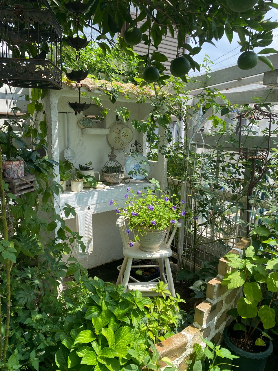 トレニアの切り戻し 復活するまで3週間 のばらのガーデニングブログ Hana And Rose Garden Powered By ライブドアブログ トレニアの切り戻し 復活するまで3週間 のばらのガーデニングブログ Hana And Rose Garden Powered By ライブドアブログ