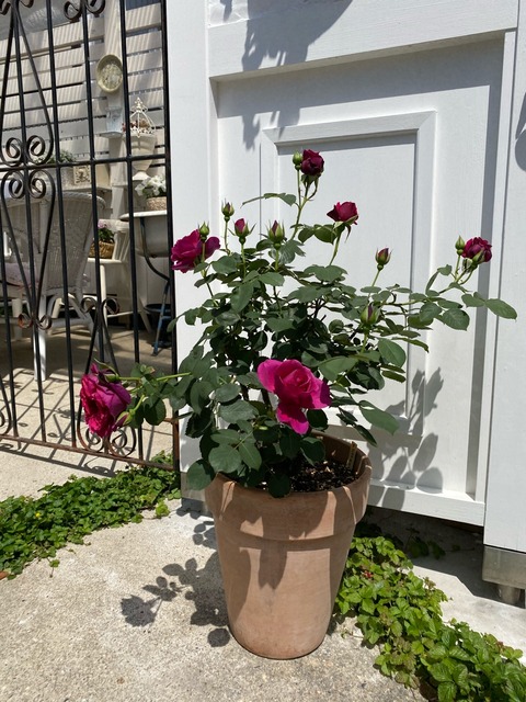 オデュッセイア かおりかざりetc バラ続々開花 のばらのガーデニングブログ Hana And Rose Garden Powered By ライブドアブログ