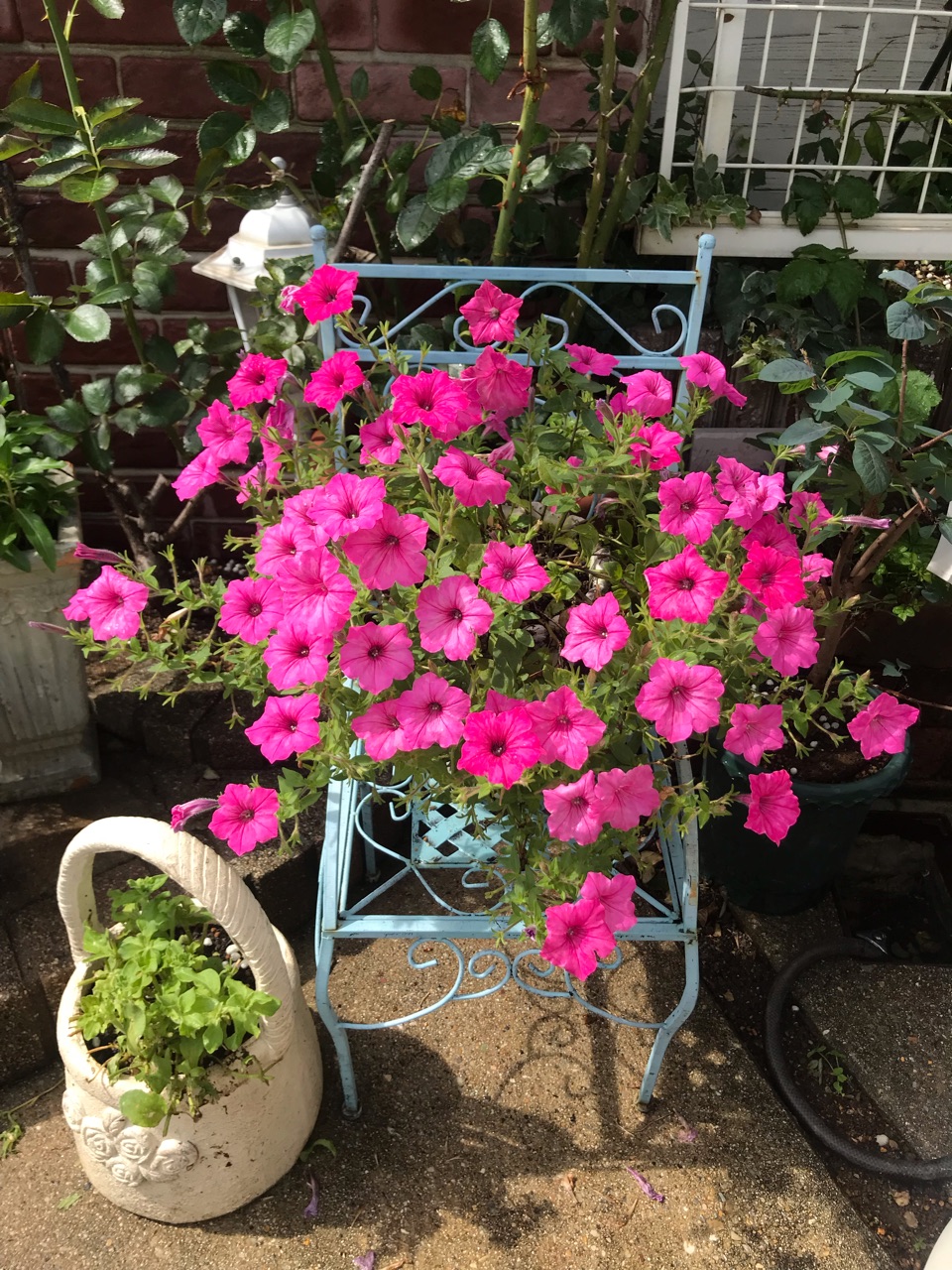 ペチュニアの切り戻し 冬越しさせたペチュニアが綺麗です のばらのガーデニングブログ Hana And Rose Garden Powered By ライブドアブログ ペチュニアの切り戻し 冬越しさせたペチュニアが綺麗です のばらのガーデニングブログ Hana And Rose Garden Powered By ライブドアブログ