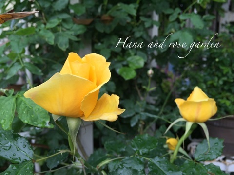 {BC94557E-A153-468A-BFC3-A2E5846EE916}