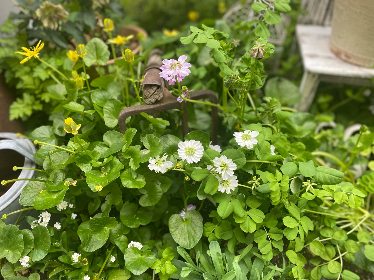 スノーフレークが咲いた 春の花が次々咲くと同時に初夏の花の準備を始めます のばらのガーデニングブログ Hana And Rose Garden Powered By ライブドアブログ