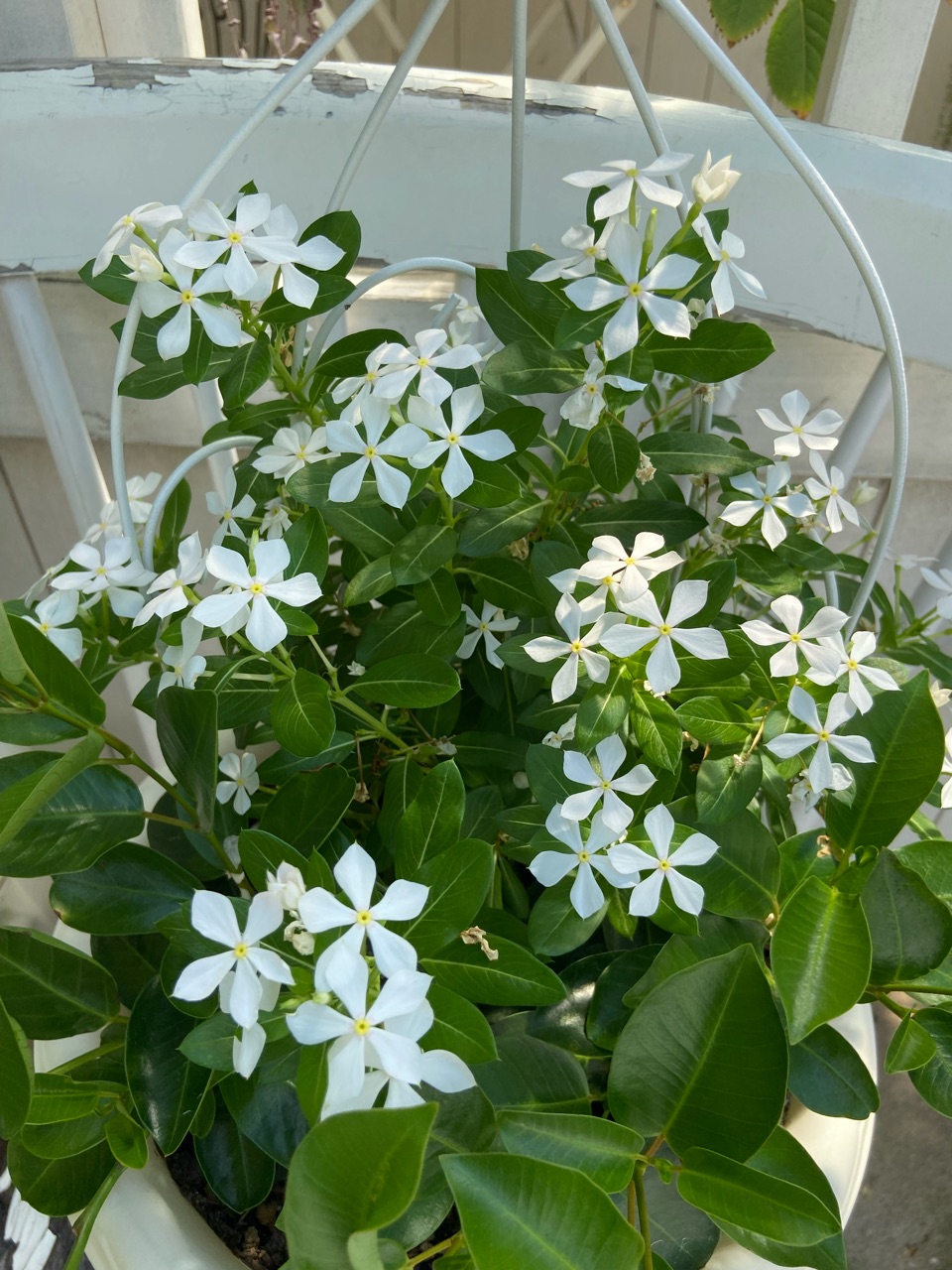花パラソル 中々成長しないサンパラソルとげニチニチソウ各種 : のばらの