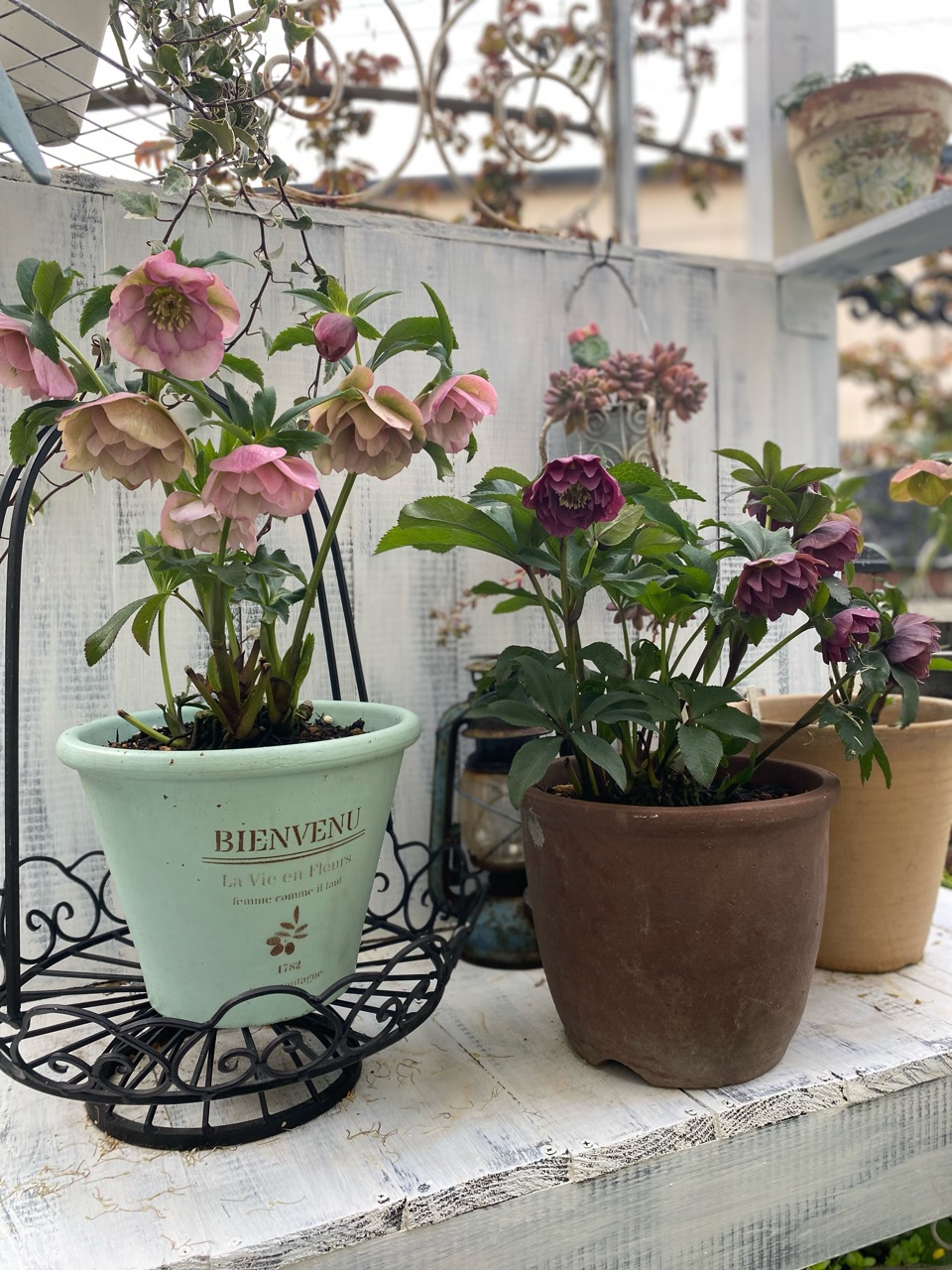 クリスマスローズを日光に当てる時期 小庭の奥から引っ張り出す のばらのガーデニングブログ Hana And Rose Garden Powered By ライブドアブログ
