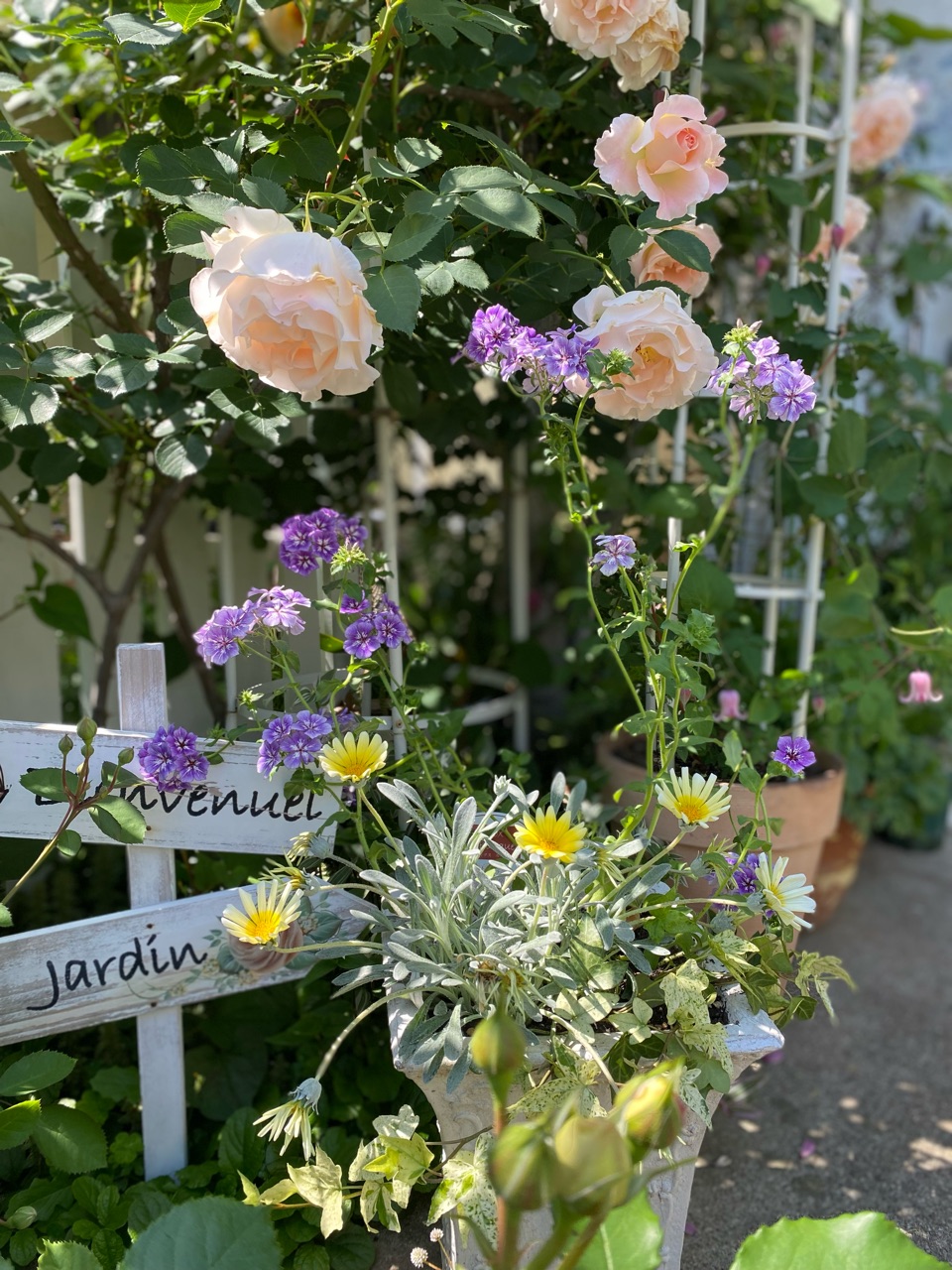 バラと寄せ植え】淡く優しいバラの一瞬のコラボ～ロココ&レイニー