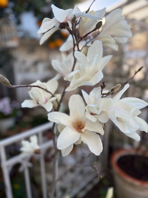 木蓮 : のばらのガーデニングブログ Hana and Rose Garden+ Powered by