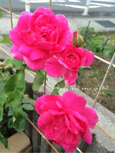 {75B33687-F31B-48CF-AAF6-051B7D87F3AB:01}