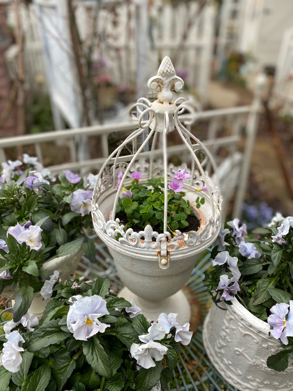 可愛い春の花を迎えて シルバーリーフのネモフィラ バラ咲きオキザリス のばらのガーデニングブログ Hana And Rose Garden Powered By ライブドアブログ