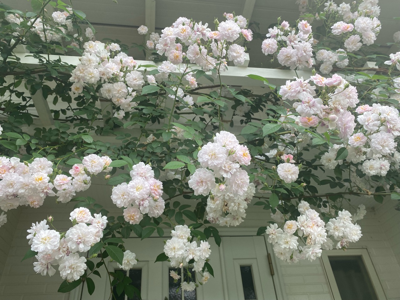 青系のバラ 薄曇りの日に美しいレイニーブルーとロココ のばらのガーデニングブログ Hana And Rose Garden Powered By ライブドアブログ
