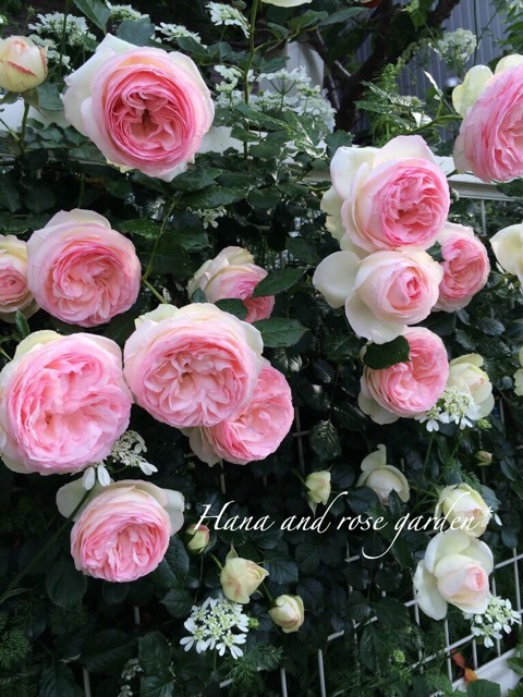 {80E2990A-B8F1-46E2-8FC4-6AC0FC7DD706:01}