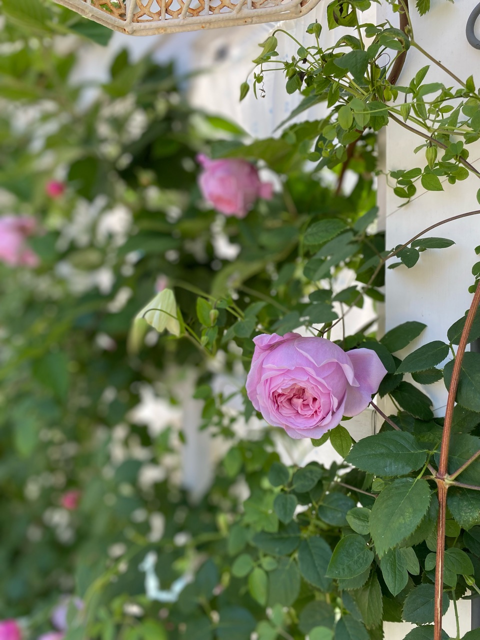 バラ新品種】〝彩〟鮮やかな色と香り|スピリットオブフリーダムが静か バラ新品種】〝彩〟鮮やかな色と香り|スピリットオブフリーダムが静か