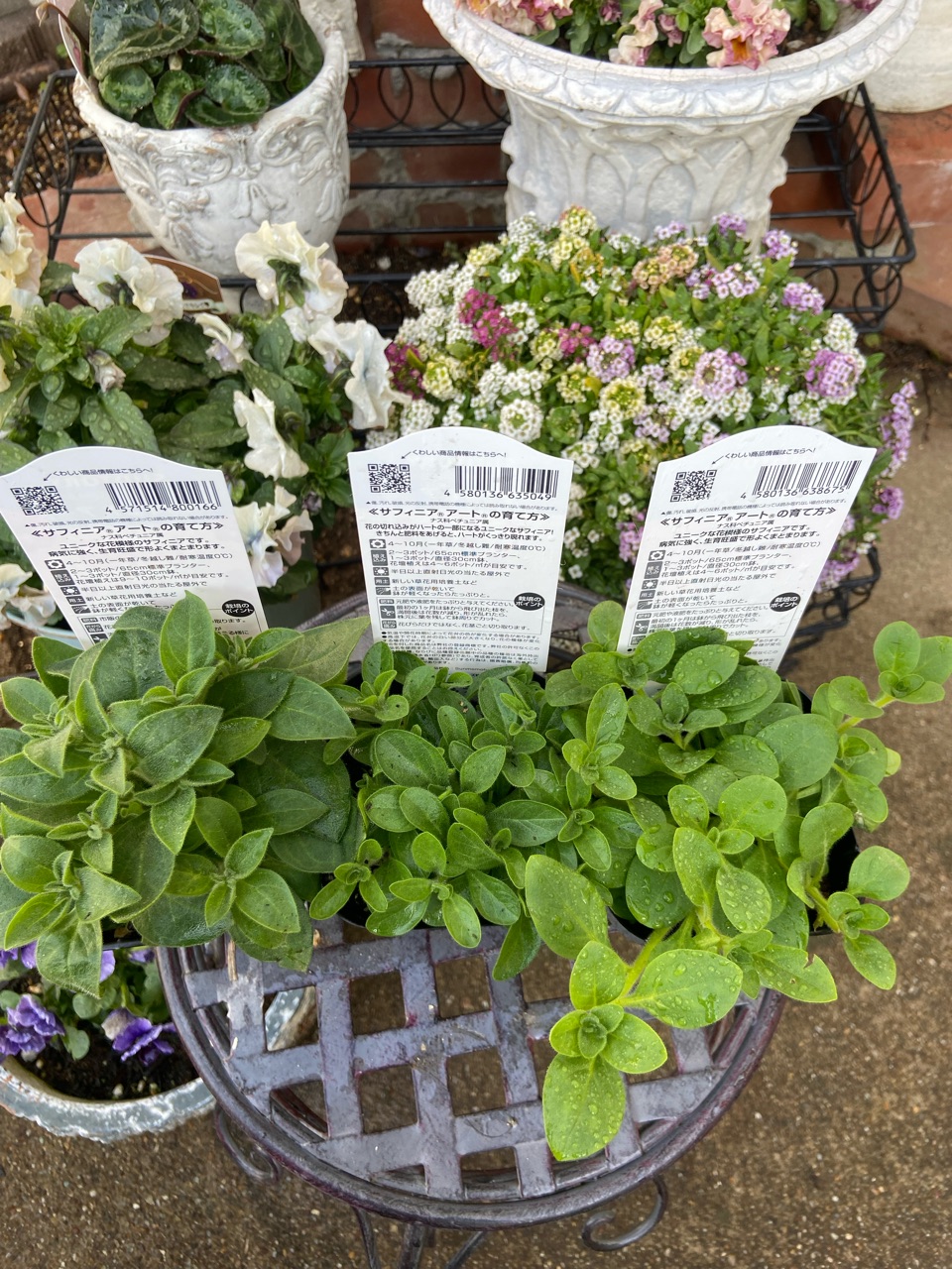 新鮮なサフィニアの苗購入→初めは小さめスリット鉢で育てます : の