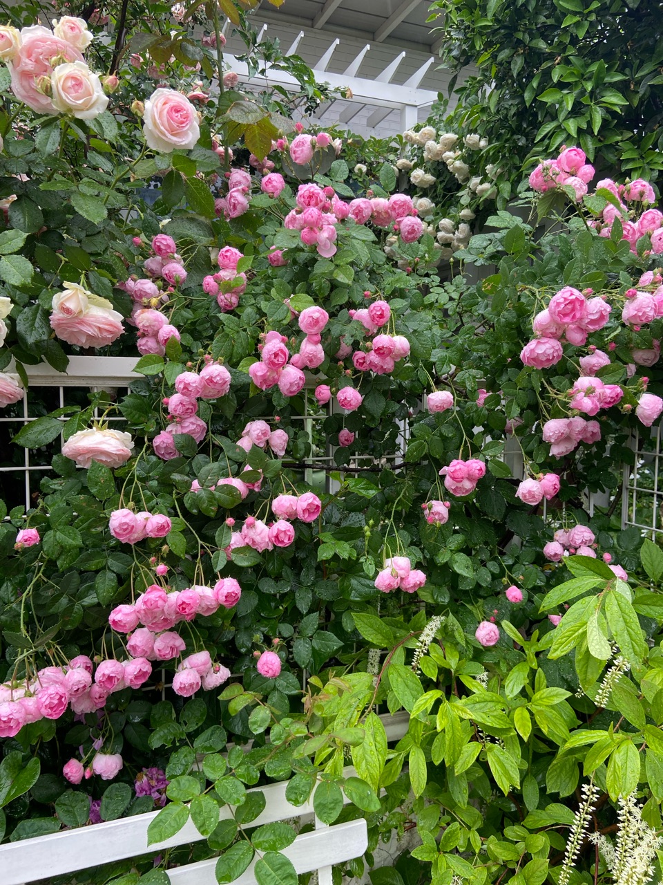 雨の日に満開ローブリッターと傷み始めたピエールドゥロンサール : の