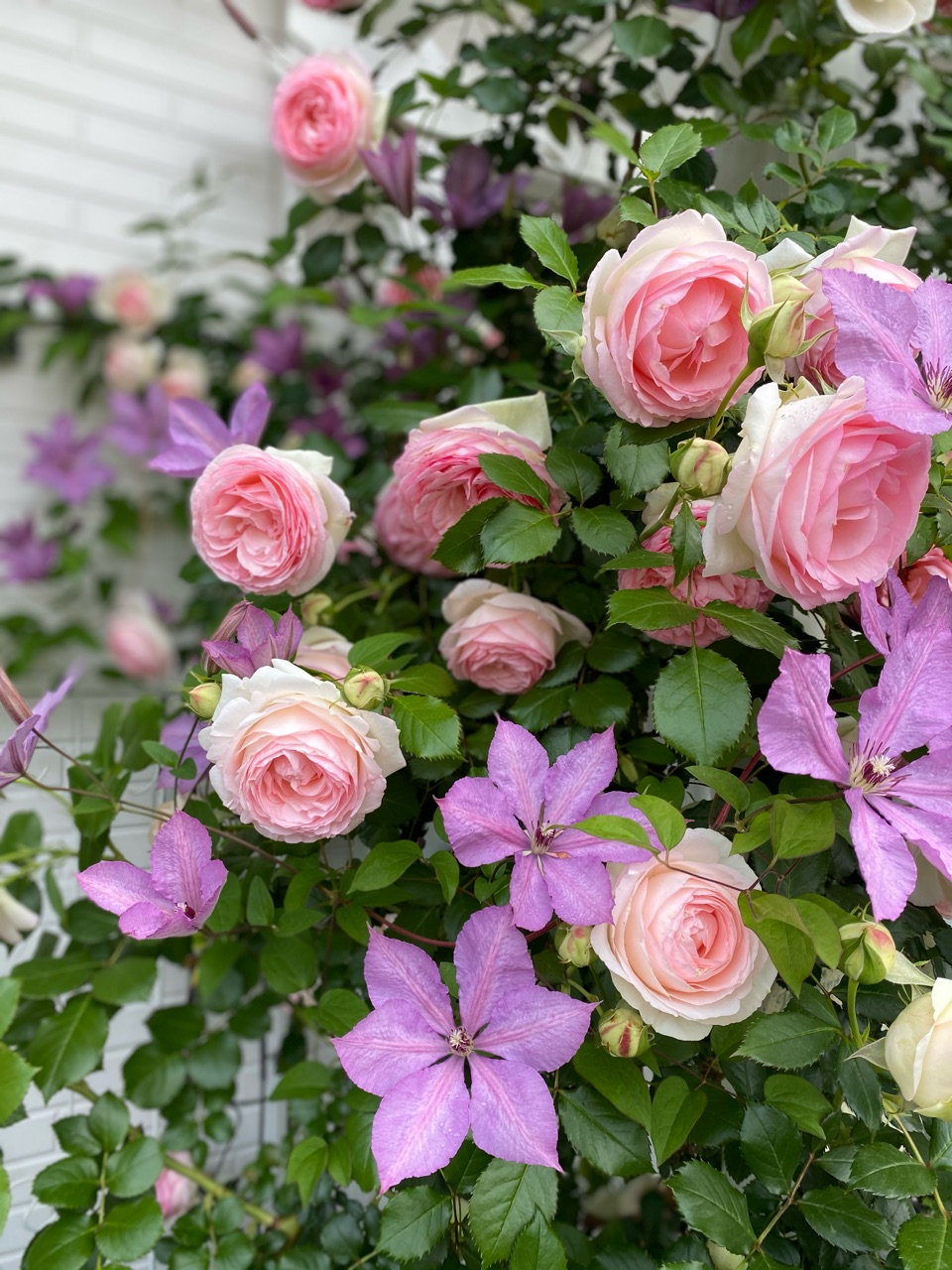 満開 パーゴラのバラとクレマチス のばらのガーデニングブログ Hana And Rose Garden Powered By ライブドアブログ