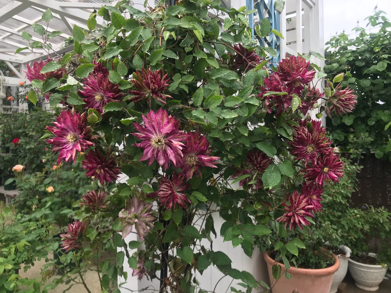 クレマチス花炎が満開 開いた姿をご覧あれ のばらのガーデニングブログ Hana And Rose Garden Powered By ライブドアブログ