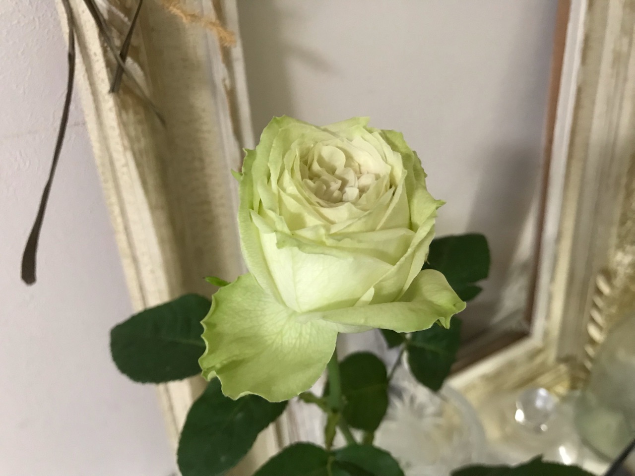 切花の挿木をしてみよう 久々にバラの切花を買いました のばらのガーデニングブログ Hana And Rose Garden Powered By ライブドアブログ
