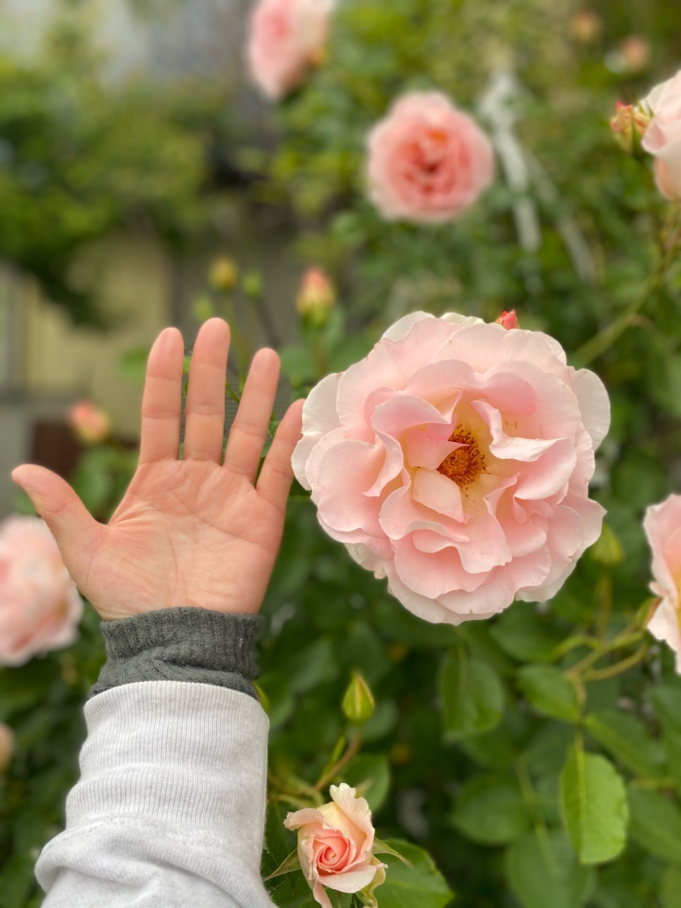 ロココがあまりにも美しくて のばらのガーデニングブログ Hana And Rose Garden Powered By ライブドアブログ ロココがあまりにも美しくて のばらのガーデニングブログ Hana And Rose Garden Powered By ライブドアブログ