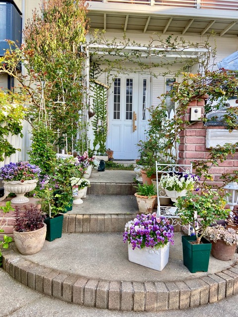 3月後半バラの様子～オベリスク仕立て形は？誘引は成功？～ : のばらの