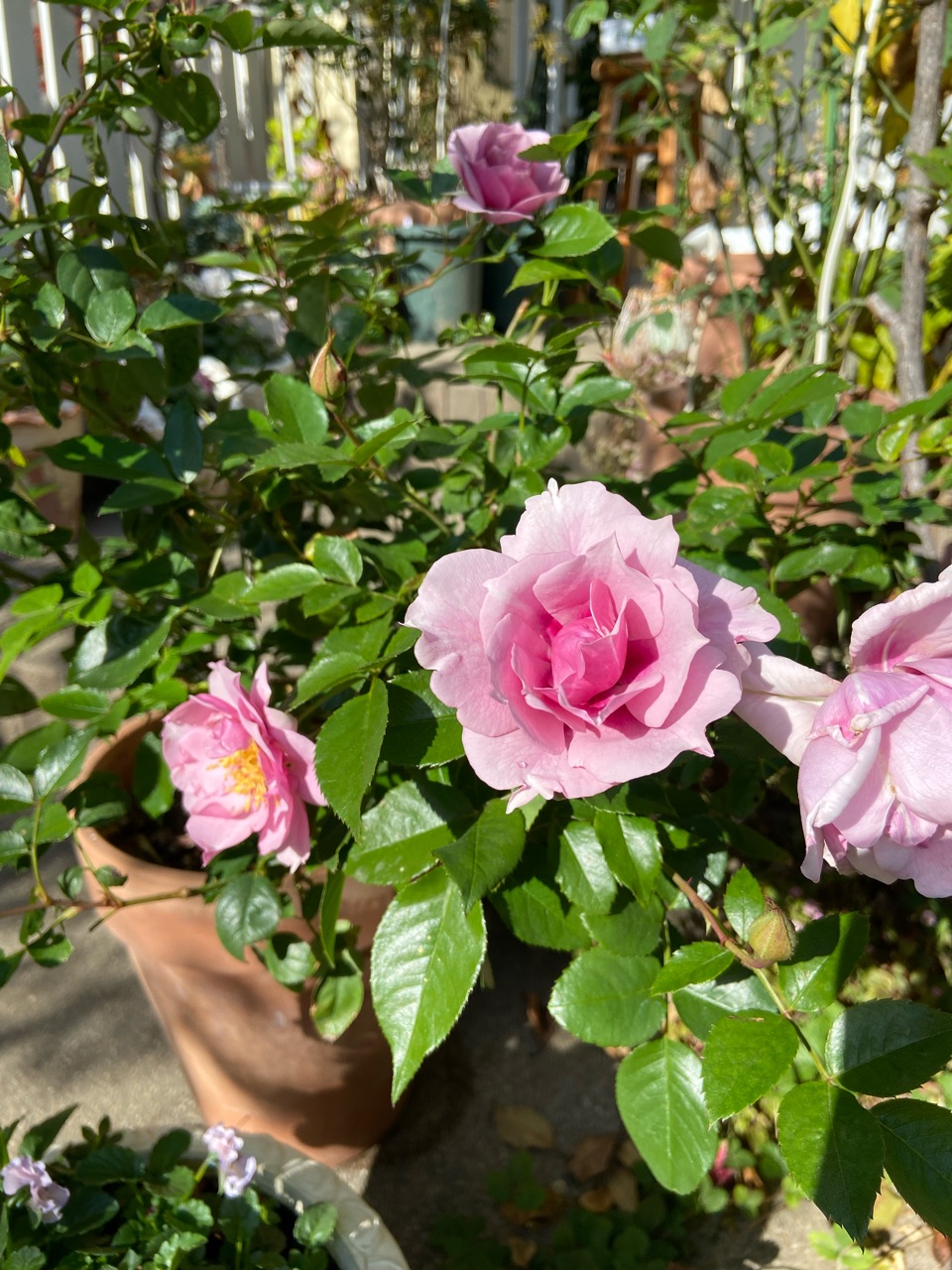 秋薔薇】強く香るクードゥクールとスイートチャリオット : の 秋薔薇】強く香るクードゥクールとスイートチャリオット : の