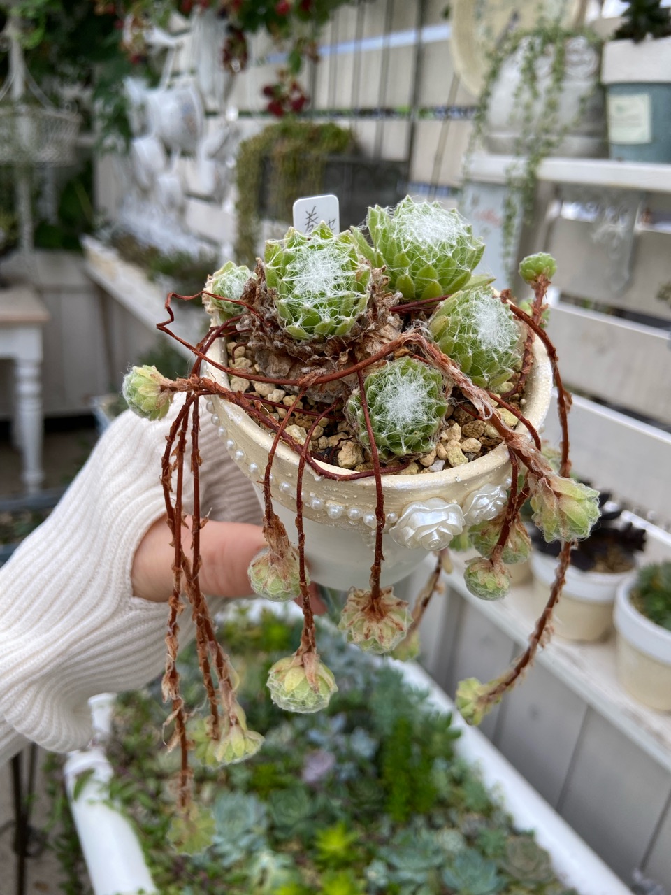 小さな白いカゴの寄せ植え＆なんか…好きな多肉 : のばらのガーデニング