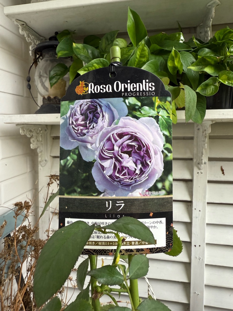 ✳︎薔薇の新苗とプルメリア : のばらのガーデニングブログ Hana and