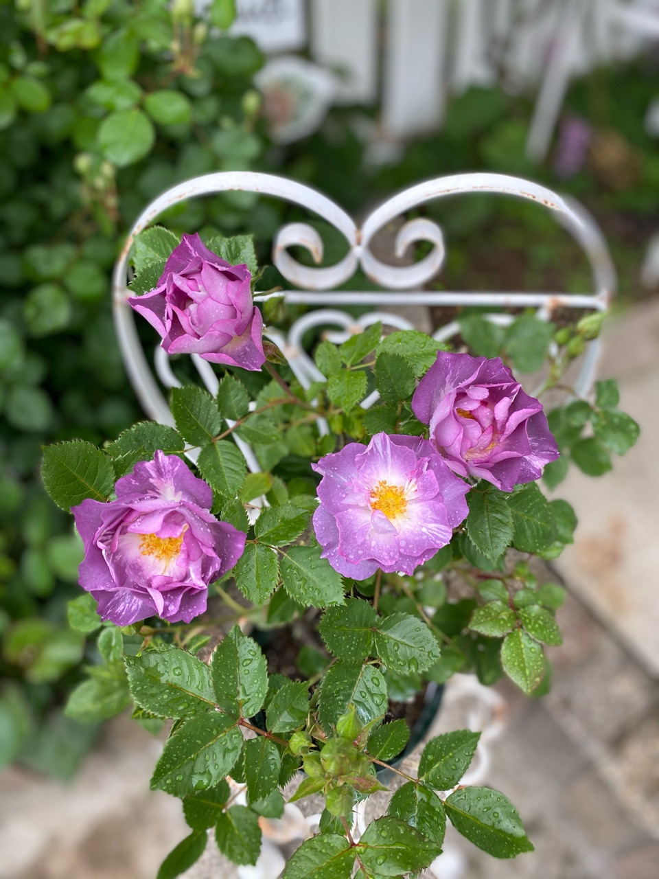 挿木の正体はブルーフォーユーでした！ : のばらのガーデニングブログ