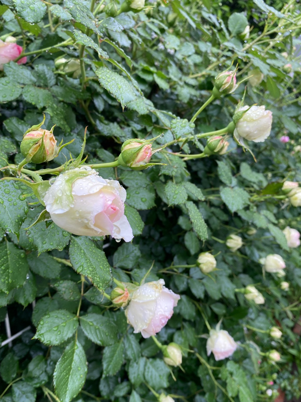 バラ 雨の雫も似合うバラ 風で受ける影響 のばらのガーデニングブログ Hana And Rose Garden Powered By ライブドアブログ バラ 雨の雫も似合うバラ 風で受ける影響 のばらのガーデニングブログ Hana And Rose Garden Powered By ライブドアブログ