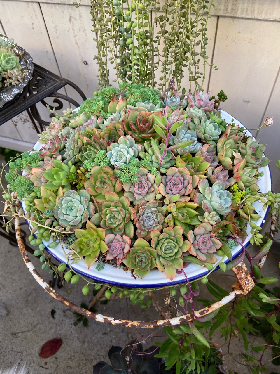 多肉】ぶちまけてしまったあの寄せ植えの復活劇 : のばらの
