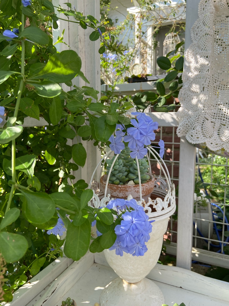 おすすめしたい優秀な花「ルリマツリ」（プルンバーゴ） : のばらの