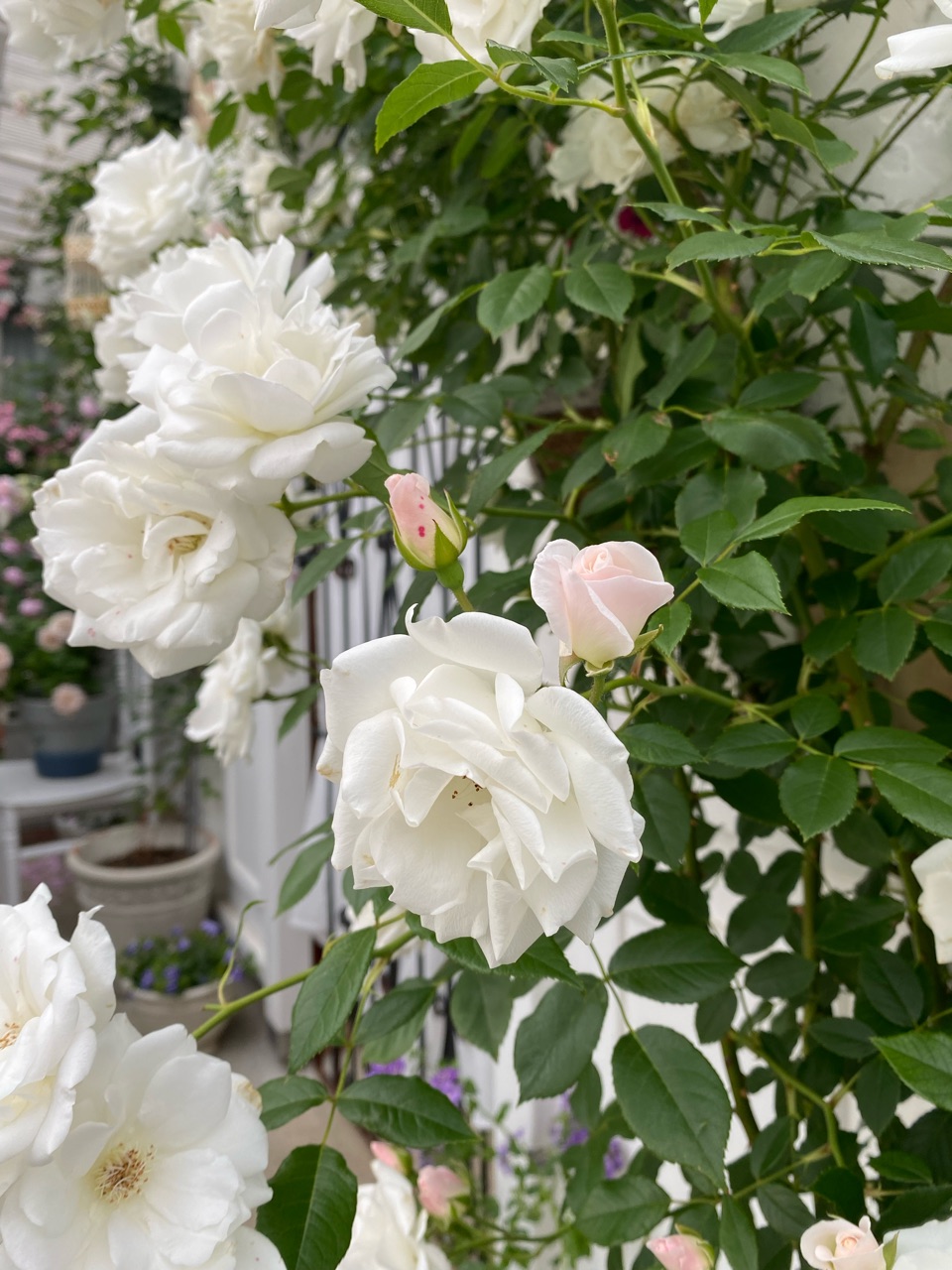 ステンレス製バラ　白色×ハート柄　1輪 ニュージーランド限定◇PANDORA◇刻印可☆ハート型チャーム (PANDORA